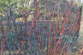 Cornus alba