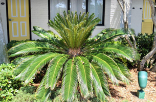 Cycas revoluta