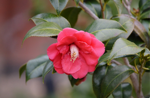 Camellia japonica 'Cup of Beauty'