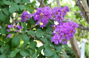 Lagerstroemia indica 'Powhatan'