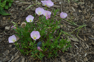 Oenothera speciosa 'Siskiyou'