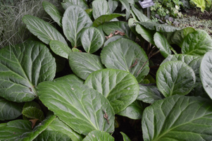 Bergenia ciliata