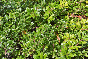 Arctostaphylos uva-ursi