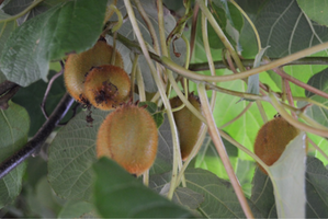 Actinidia arguta