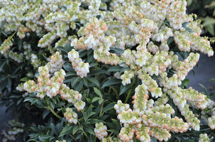 Pieris japonica 'Purity'