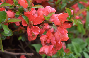 Chaenomeles × superba 'Texas Scarlet'