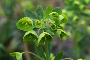 Euphorbia amygdaloides subsp. robbiae