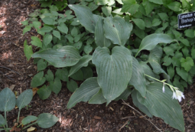 Hosta 'Cutting Edge'