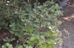 Fothergilla gardenii 'Suzanne'