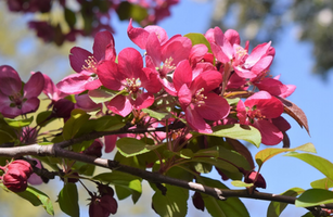 Malus 'Indian Magic'