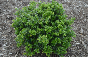 Ilex crenata 'Green Lustre'