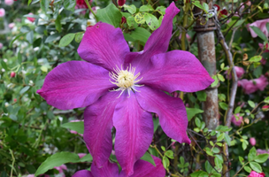 Westerplatte Clematis