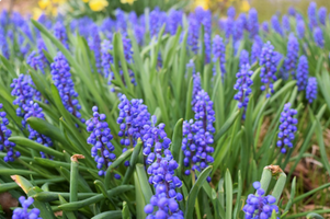 Muscari armeniacum