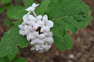 Viburnum carlesii