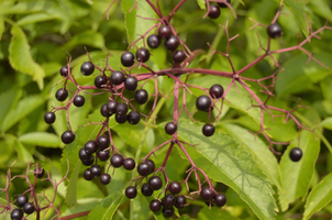 Sambucus canadensis