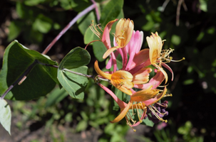 Lonicera × heckrottii