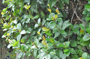 Trachelospermum jasminoides 'Madison'