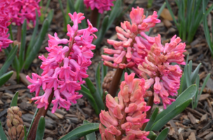 Hyacinthus orientalis 'Jan Bos'