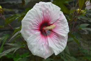 Hibiscus 'Kopper King'