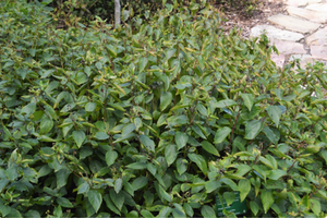 Ceanothus americanus