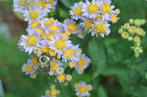 Aster tataricus 'Jindai'