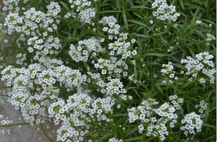 Lobularia 'Snow Princess'