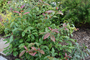 Nyssa sylvatica 'Wildfire'