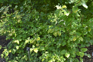 Viburnum lantana 'Aureum'