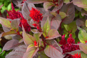 Celosia argentea var. plumosa