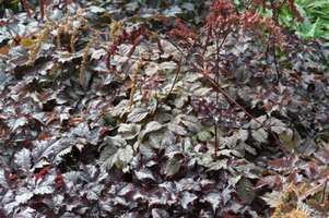 Astilbe 'Chocolate Shogun'