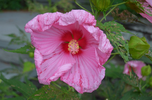 Hibiscus 'Peppermint Schnapps'