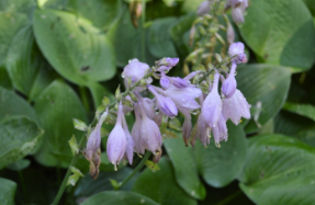 Hosta 'Blue Cadet'