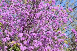 Rhododendron mucronulatum