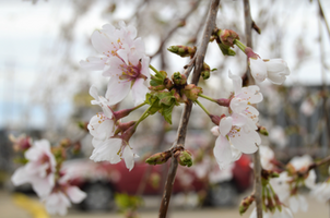 Prunus x 'Snofozam'