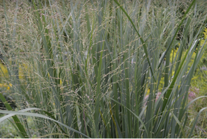 Panicum 'Prairie Fire'