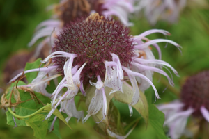 Eastern Bee Balm