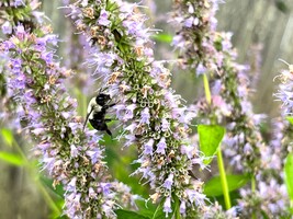 Agastache 'Black Adder'