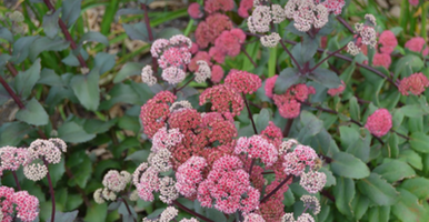 Sedum telephium 'Red Cauli'