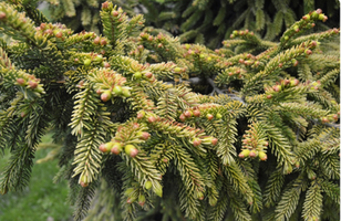 Picea orientalis 'Skylands'