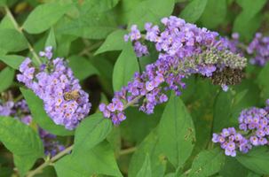 Buddleja 'Blue Chip'