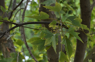 Acer buergerianum