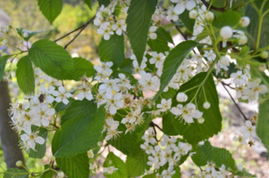 Sorbus alnifolia