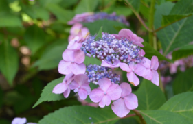 Hydrangea macrophylla 'Twist-n-shout'