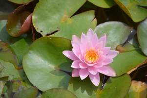 Nymphaea 'Sunny Pink'