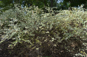 Abelia x grandiflora 'Twist of Lime'