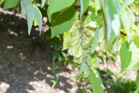 Halesia carolina