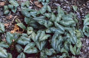 Asarum splendens