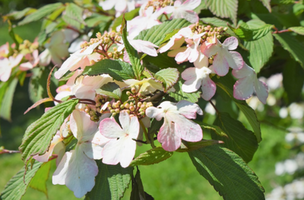 Viburnum plicatum f. tomentosum 'Roseum'