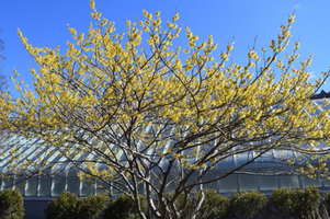 Hamamelis × intermedia 'Arnold Promise'