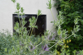 Eryngium leavenworthii